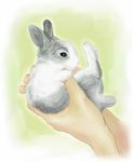  animal_focus bunny close-up from_side hands holding holding_animal original out_of_frame paws pet re:i realistic solo_focus 