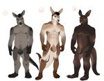  2014 abs adopts anthro balls boilerroo fur humanoid_penis kangaroo looking_at_viewer male mammal marsupial muscles nipples nude pecs penis uncut 