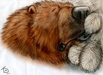  bear dakota-bear feral grizzly_bear male male/male mammal polar_bear 