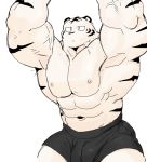  2018 abs anthro biceps clothing digital_media_(artwork) feline fur kemono male mammal muscular muscular_male nipples pantherine solo syukapong tiger 