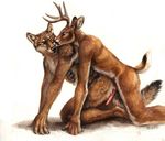  2015 all_fours animal_genitalia anthro antlers blue_eyes brown_eyes brown_fur butt canine cervine cervine_penis claws deer duo erection from_behind fur hooves horn imminent_sex kenket kissing looking_back male male/male mammal mounting nude one_eye_closed penis plain_background smile white_background white_fur wolf 