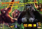  advertisement diddy_kong dixie_kong donkey_kong_(series) english_text game_boy gorilla looking_at_viewer mammal nintendo orangutan primate text video_games 