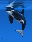  animal_genitalia aniutqa cetacean feral genital_slit male mammal marine navel orca slit solo underwater water whale 