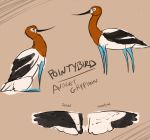  2015 ambiguous_gender american_avocet avian avocet beak bird black_beak black_eyes black_feathers black_wings blue_skin brown_background brown_feathers character_name close-up colored_sketch dot_eyes english_text eye_markings facial_markings feathered_wings feathers featureless_feet feral folded_wings gryphon kestrels long_beak long_neck markings model_sheet multicolored_feathers multiple_poses pointybird pose quadruped shorebird side_view simple_background sitting solo species_name spread_wings standing tail_feathers text two_tone_wings white_feathers white_markings white_tail white_wings wings 