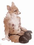  2014 anthro belly breasts canine corgi dog feet female fur garter_belt legwear looking_at_viewer mammal multi_nipple navel neck_tuft nipple_piercing nipples pansy piercing plain_background rubber sitting small_breasts smile solo stockings tuft white_background 