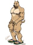  5_toes anthro balls biceps canine chestnuts_(artist) dog flip_flops half-erect humanoid_feet humanoid_penis looking_at_viewer male mammal muscles nipples nude pecs penis piercing pitbull plantigrade toes uncut 