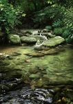  dated fish leaf matataku moss nature no_humans original scenery signature stepping_stones stream tree 