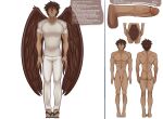 absurd_res accipitrid accipitriform accipitriform_humanoid aguiarei akshay_(les_plumes_du_desir) animal_humanoid athletic athletic_male avian avian_humanoid balls big_chest bird bird_humanoid butt clothed clothing eagle eagle_humanoid english_description english_text erection ethari_ayface feathered_wings feathers front_view genitals hi_res humanoid information les_plumes_du_desir male mammal mammal_humanoid measuring measuring_penis model_sheet muscular muscular_chest muscular_legs muscular_male nipples not_furry nude nude_male official_art penis rear_view smile solo tail tail_feathers text vein veiny_penis view winged_humanoid wings yumminomnom