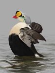 2023 3:4 agustindiazart anatid anseriform avian beak bird black_body black_feathers duck eider feathers feral green_markings hi_res king_eider markings multicolored_body multicolored_feathers partially_submerged quadruped red_beak sea_duck solo white_body white_feathers yellow_markings