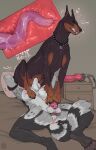 absurd_res anatomically_correct anthro anthro_on_feral anthro_penetrating anthro_penetrating_feral balls bed bestiality big_breasts bodily_fluids breasts canid canine canis chastity_cage chastity_device clenched_teeth collar cunnilingus dobermann domestic_dog dominant dominant_female dominant_feral duo ear_piercing eyes_closed facesitting female female_on_top feral feral_on_top feral_penetrated furniture genital_fluids genitals gynomorph hi_res internal internal_oral intersex intersex/female intersex_anthro intersex_penetrating_feral key looking_pleasured male male_feral mammal multi_nipple nipples on_bed on_top oral orgasm orgasm_denial orgasm_face pasia penetration piercing pillow pinscher procyonid raccoon sex sitting sitting_on_another strapon submissive submissive_anthro submissive_intersex syn-6 teeth vaginal vaginal_fluids x-ray_view