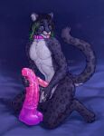 anthro big_dildo big_toys collar dildo felid fluffingeheimen genitals green_eyes green_hair hair hi_res huge_dildo huge_toy leopard_spots long_hair lube male mammal pantherine paws penis pink_dildo sex_toy simple_background snow_leopard solo spots tail tongue tongue_out toy xaasta