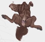 animal_genitalia animal_vulva canid canine canine_genitalia canine_vulva female feral fluffy genitals hi_res looking_at_viewer lying mammal on_back pawpads paws presenting presenting_vulva raised_paw simple_background sketch solo spread_legs spreading syn-6 teeth vulva white_background