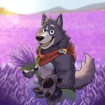 adastra adastra_(series) amicus_(adastra) anthro blue_bottomwear blue_clothing bottomwear bouquet canid canine canis cape clothing day echo_project flower flower_field hi_res holding_bouquet holding_flower holding_object kaleumink lavender_(flower) lavender_field male mammal offering_hand outside plant red_cape red_clothing solo tail wolf