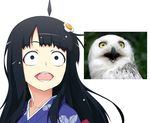  araragi_tsukihi bird black_eyes black_hair fried_egg hair_ornament japanese_clothes kimono long_hair monogatari_(series) open_mouth owl photo-referenced snowy_owl solo tanabe_kyou 