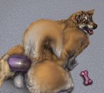  anakuro anal anal_insertion anal_penetration anthro anus backsack balls blue_eyes bone butt canine chubby curled_tail dildo dog duo first_person_view from_behind fur hi_res husky insertion looking_at_viewer male mammal nude open_mouth panting penetration sex sex_toy smile solo_focus spots tongue tongue_out 