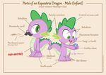  2015 anatomy chart dm29 dragon facial_hair fangs friendship_is_magic gem green_eyes label male mustache my_little_pony open_mouth reptile scalie spike_(mlp) 