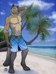  2011 anthro beach biceps canine clothing cloud male mammal muscles palm_tree pecs sand seaside sky solo swimsuit tree tropical trunks_(clothing) tsaiwolf water wolf 