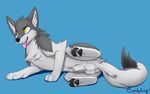  2015 balls candyfoxy canine chest_tuft feral fluffy fur grey_fur looking_up lying male mammal on_side pawpads paws plain_background portrait raised_leg sheath snoww solo tongue tongue_out tuft white_fur wolf yellow_eyes 