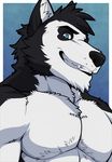  aluminemsiren anthro black_nose blue_eyes canine chest_tuft dog fur husky mammal muscles pecs teeth tuft 