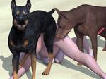  3d bestiality breasts canine canis3 doberman dog female feral forced human interspecies knotting mammal rape sara sex 