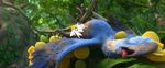  after_sex ambiguous_gender avian bird blue_feathers cum cum_in_cloaca cum_inside edit kingutopia_(artist) macaw parrot rio 