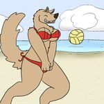  2015 aliasing anthro beach bikini bouncing_breasts breasts clothed clothing cloud female gnoll hyena mammal outside sea seaside sky smile solo standing swimsuit teeth trout_(artist) volleyball water 