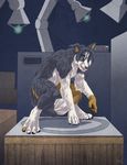  border_collie canine dog fox laboratory male mammal neox paws sabretoothed_ermine transformation 