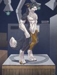  border_collie canine dog fox laboratory male mammal neox sabretoothed_ermine transformation 