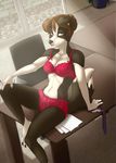  agent annabelle_chambers border_collie bra brown_eyes brown_hair canine clothing dog female hair invalid_tag lingerie mammal panties secret_agent table ticl underwear 