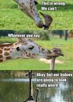  ambiguous_gender avian bird duo giraffe humor licking mammal ostrich text tongue tongue_out 