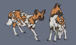 african_wild_dog belly big_belly black_nipples black_nose brown_eyes canid canine female feral folvondusque grey_background mammal multi_nipple multiple_images multiple_poses nipples pose pregnant pregnant_female simple_background smile solo