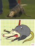 ambiguous_gender american_opossum animated feral grey_body keke_(artist) mammal marsupial open_mouth quadruped sharp_teeth solo tail tail_motion teeth whiskers