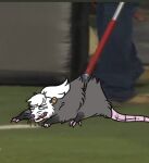 american_opossum bared_teeth female feral fur grey_body grey_fur low_res mammal marsupial meme open_mouth peachie_(peachbumz) pteri_(artist) solo virginia_opossum white_body white_fur