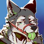 2024 anthro ball ball_gag bdsm black_nose blue_background blue_eyes bondage bound bust_portrait canid canine canis digital_media_(artwork) domestic_dog fur gag gagged gradient_background husky looking_at_viewer low_res male mammal multicolored_body multicolored_fur muzzle_(object) muzzled nordic_sled_dog portrait redmok simple_background solo song_(song) spitz tennis_ball tennis_ball_gag tongue tongue_out two_tone_body two_tone_fur