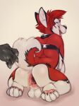  after_fisting anthro anus backsack balls big_gape canid canine canis collar disembodied_hand domestic_dog duo fur gaping gaping_anus genitals hi_res husky kneeling looking_back male male/male mammal nordic_sled_dog open_mouth pawpads paws red_body red_fur sethpup simple_background spitz tongue white_body yellow_background 