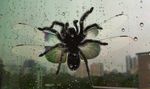  arachnid arthropod crawling dragonfly edit insect nope photo photo_manipulation spider tarantula water window wings 