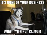  canine chair collar computer dog english_text humor husky keyboard lamp mammal meme real table text unknown_artist wolf 