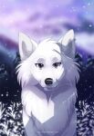 2016 azzai black_nose blue_eyes blurred_background canid canine canis cheek_tuft colored digital_drawing_(artwork) digital_media_(artwork) ear_piercing eyebrows eyelashes facial_tuft female feral front_view fur head_tuft looking_at_viewer mammal outside piercing plant shaded sky smile smiling_at_viewer snow snowing solo tuft white_body white_eyebrows white_fur wolf