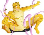  anthro big_muscles blue_eyes erection feline forced fur mammal morenatsu muscles nude penis plain_background pubes rape tentacles tiger torahiko_ooshima 