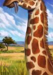  2023 acacia_tree alexpahomov blue_sky brown_hair cloud feral fur giraffe giraffid grass hair long_neck mammal markings orange_markings plant sand savanna sky solo tan_body tan_fur tongue tongue_out 