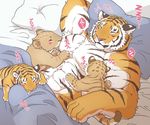  abs anthro bed biceps chest_tuft feline fur giraffe_(artist) male mammal muscles nipples pecs pillow tiger tuft 