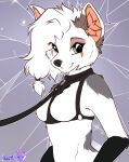 absurd_res anthro bdsm black_nose breasts canid canine collar digital_media_(artwork) featureless_breasts female fox fur green_eyes grey_body grey_fur hair harness harness_ring hi_res leash leashed_collar long_hair looking_at_viewer mammal markings nude shyryp smile solo white_body white_fur white_hair