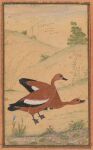 16th_century absurd_res ambiguous_feral ambiguous_gender anatid ancient_art anseriform aquatic avian avian_feet beak biped bipedal_feral bird detailed_background duck duo_focus feathered_wings feathers feet feral fin fish flower grass group hi_res hill huge_filesize membrane_(anatomy) orange_body orange_feathers outside painting_(artwork) plant public_domain ruddy_shelduck scales scuted_feet scuted_legs scutes shrub side_view standing tail tail_feathers toes traditional_media_(artwork) traditional_painting_(artwork) unknown_artist water webbed_feet wings