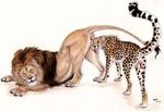 balls cheetah ebonytigress feline feral lion male male/male mammal penis 