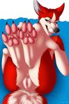  canine dog female fur hindpaw husky mammal nude paws psy101 pussy red_fur solo 