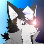  animated anthro avatar black_eyes canine cristal dog fur husky invalid_tag male mammal wolf zpectralkrystal 