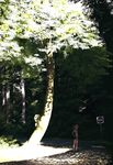  bike_shorts bottle commentary dappled_sunlight exercise forest hand_on_hip highres jogging nature original outdoors pachyphytum road road_sign short_hair sign solo sport sports_bra sunlight tree water_bottle 