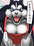  anthro apron big_breasts black_fur blue_eyes breasts canine cleavage clothed clothing dog female fur husky japanese_text looking_at_viewer mammal moroq naked_apron open_mouth solo store text tongue translation_request white_fur 