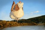  avian bird chicken cloud hill lake macro nambroth 