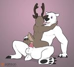  animated balls bear cervine deer koba male male/male mammal polar_bear sex 
